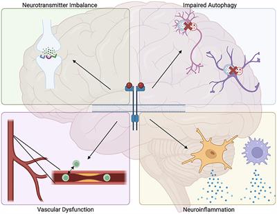 Tyrosine kinases: multifaceted receptors at the intersection of several neurodegenerative disease-associated processes